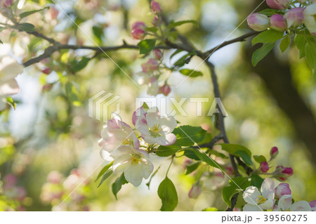 closeup blossoming apple tree with pink flowers in 39560275