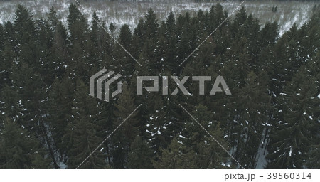 Aerial view over winter fir forest 39560314