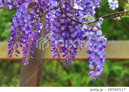 フジの花 植物 工場 39560527