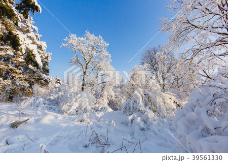 Beautiful winter landscape at the morning 39561330