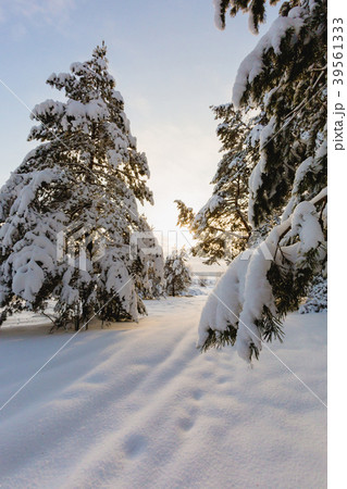Beautiful winter landscape at sunset 39561333