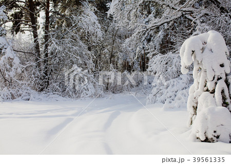 Beautiful winter landscape at the morning 39561335