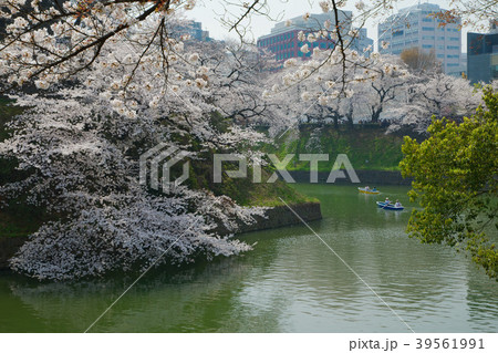 千鳥ヶ淵の満開の桜とレジャーボートの花見客 39561991