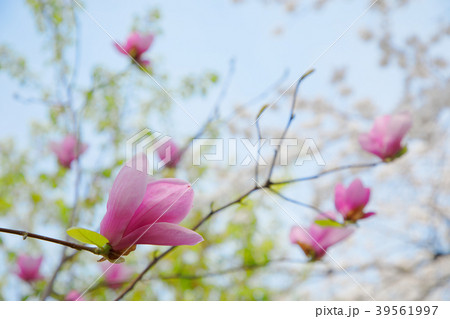 千鳥ヶ淵の赤いモクレンの花 39561997