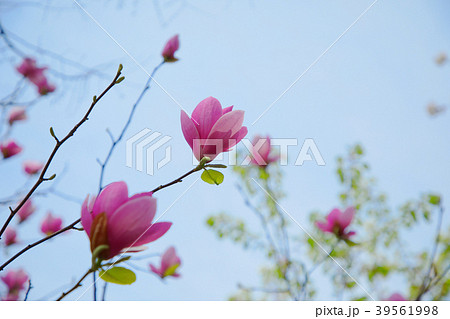 千鳥ヶ淵の赤いモクレンの花 千鳥ヶ淵の赤いモクレンの花 39561998
