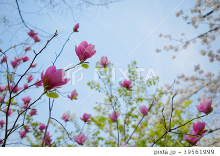 千鳥ヶ淵の赤いモクレンの花 千鳥ヶ淵の赤いモクレンの花 39561999