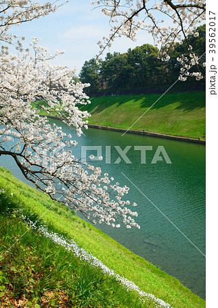 千鳥ヶ淵の満開の桜と水辺の緑 千鳥ヶ淵の満開の桜と水辺の緑 39562017