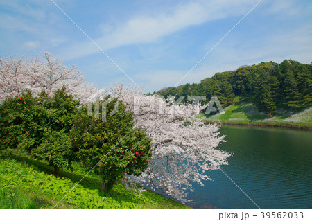 皇居のお堀の満開の桜と赤いツバキの花 39562033