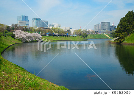 皇居のお堀の満開の桜と水辺の緑 皇居のお堀の満開の桜と水辺の緑 39562039