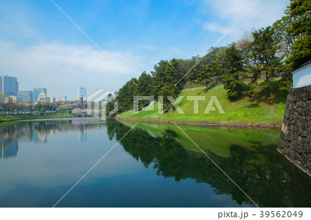 皇居のお堀の満開の桜と水辺の緑　 39562049