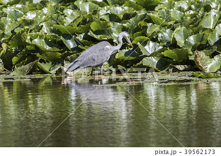 Graureiher (Ardea cinerea) Graureiher (Ardea cinerea) 39562173