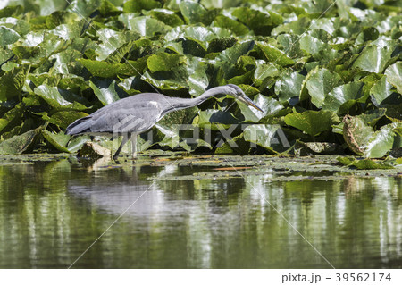 Graureiher (Ardea cinerea) Graureiher (Ardea cinerea) 39562174