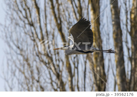 Graureiher (Ardea cinerea) 39562176