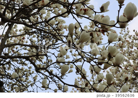 大学キャンパスの春 39562636