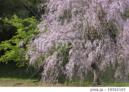 畑のピンクのしだれ桜 39563165