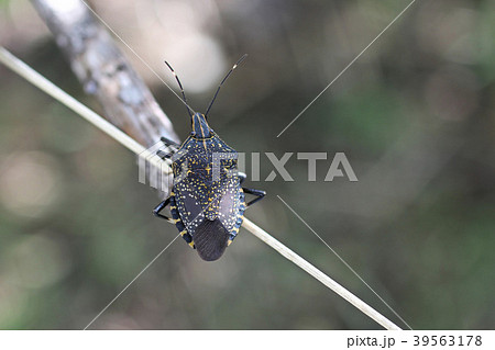 キマダラカメムシ - Stink bug キマダラカメムシ - Stink bug 39563178