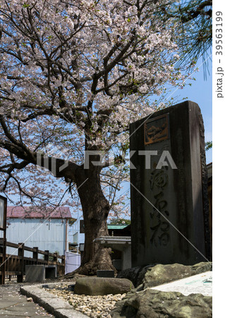 旧東海道 蒲原夜之雪記念碑と桜 旧東海道 蒲原夜之雪記念碑と桜 39563199