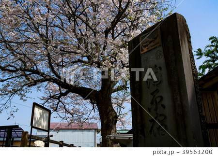 旧東海道 蒲原夜之雪記念碑と桜 旧東海道 蒲原夜之雪記念碑と桜 39563200
