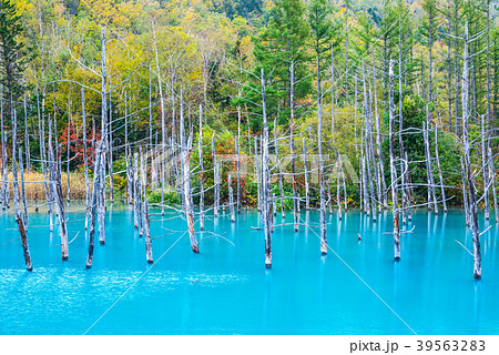 青い池 秋 北海道上川郡美瑛町白金 17年10月撮影の写真素材