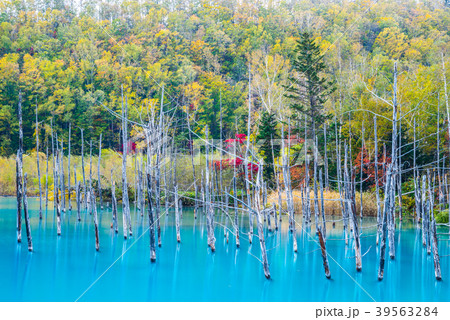 青い池 秋 （北海道上川郡美瑛町白金） 2017年10月撮影 39563284