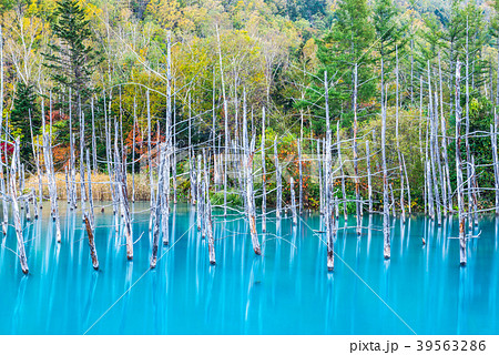 青い池 秋 北海道上川郡美瑛町白金 17年10月撮影の写真素材