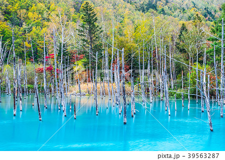 青い池 秋 北海道上川郡美瑛町白金 17年10月撮影の写真素材