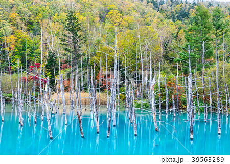 青い池 秋 北海道上川郡美瑛町白金 17年10月撮影の写真素材