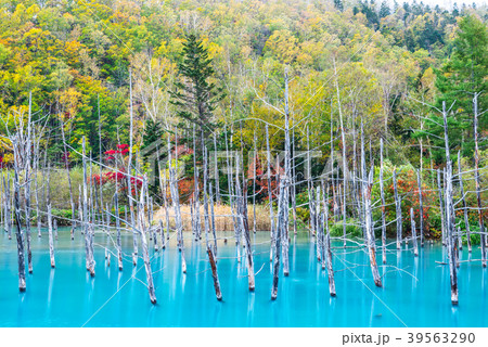 青い池 秋 北海道上川郡美瑛町白金 17年10月撮影の写真素材