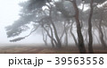 霧 松林 松 39563558