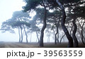 霧 松林 松 39563559