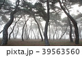 霧 松林 松 39563560