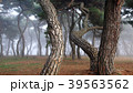 霧 松林 松 39563562