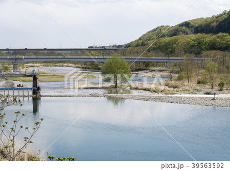 多摩川と羽村堰下橋・羽村大橋（東京都羽村市） 39563592