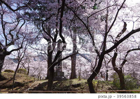 高遠城址公園の桜 28　2018年 39563858