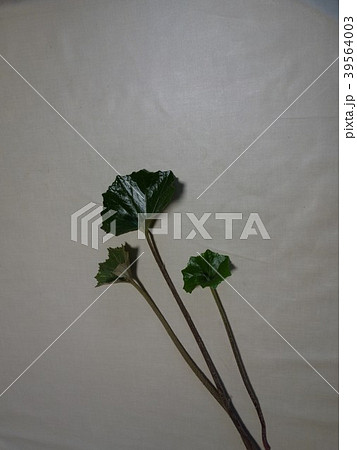 春-ツワブキ 春-ツワブキ 39564003