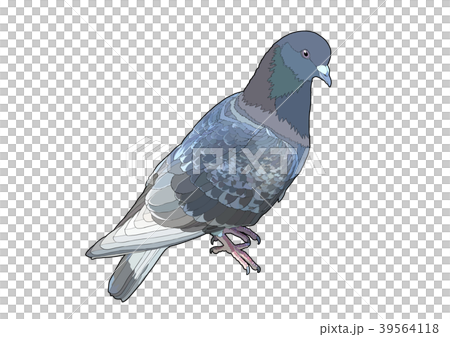 カワラバト 39564118