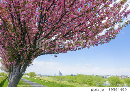 多摩川堤の遅咲き桜4 多摩川堤の遅咲き桜4 39564499