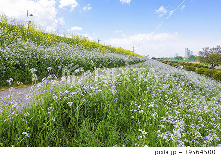 多摩川堤の白い野草と菜の花の写真素材