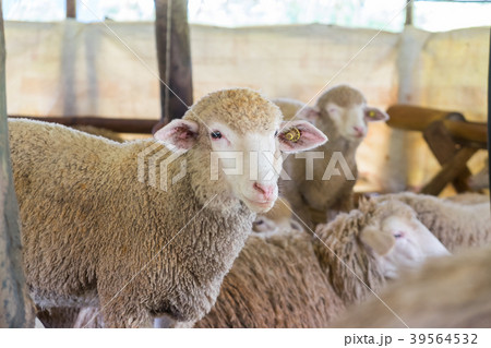 Sheep in the stall, Chiangmai, Thailand. 39564532