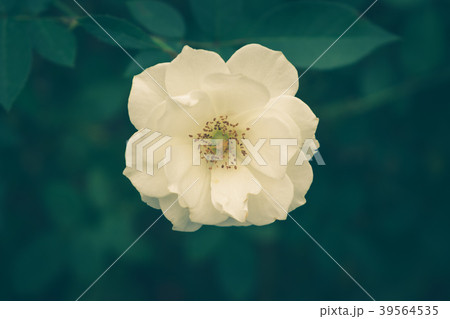 White rose in the garden. (vintage tone) 39564535