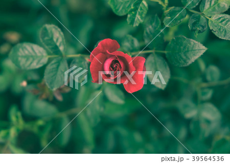 Red rose in the garden. (vintage tone) Red rose in the garden. (vintage tone) 39564536