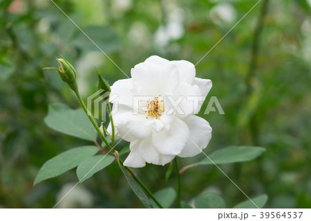 White rose in the garden. White rose in the garden. 39564537