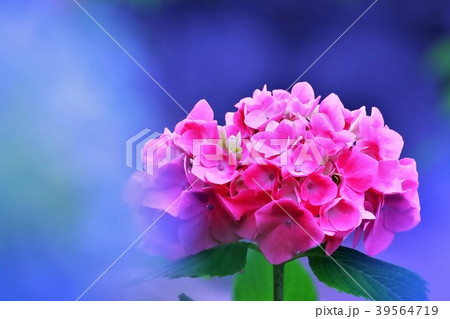 美しいピンクの紫陽花の花 美しいピンクの紫陽花の花 39564719
