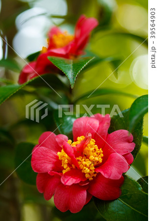 ハルサザンカ・三段花 39564903