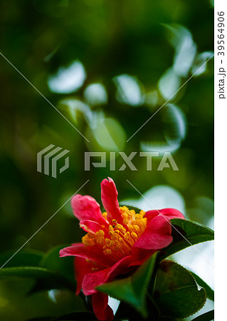 ハルサザンカ・三段花 39564906