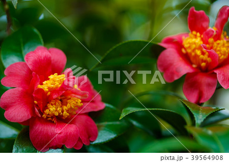 ハルサザンカ・三段花 ハルサザンカ・三段花 39564908