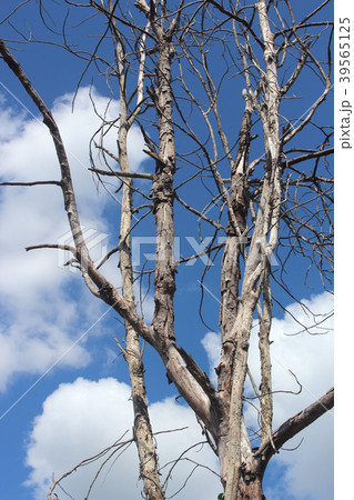 High altitude dead tree under blue sky. 39565125