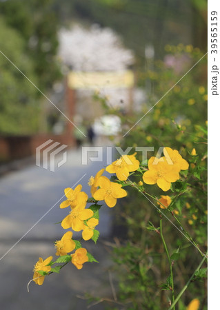 夕やけ小やけふれあいの里　ヤマブキの花 39565159