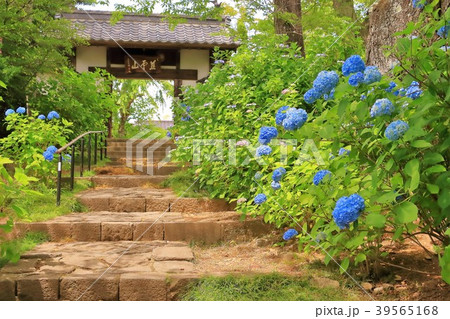参道に咲く青い紫陽花 参道に咲く青い紫陽花 39565168