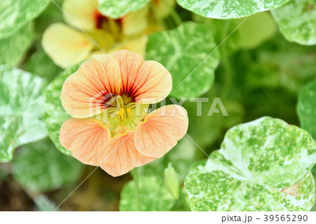 斑入りナスタチウムのサーモンピンク色の花の写真素材